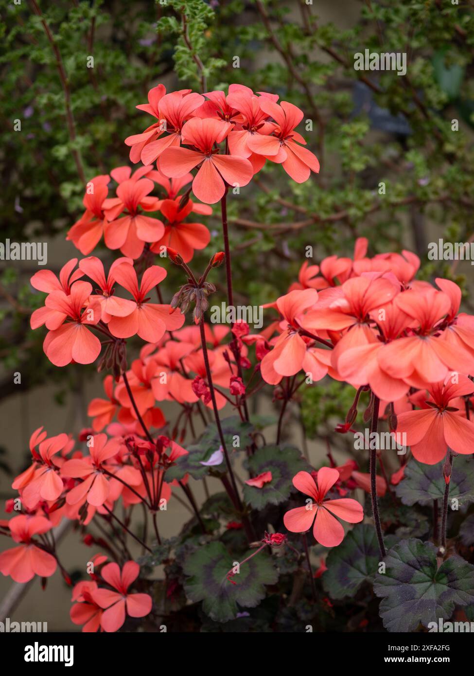 Pelargonium pianta in vaso "Red Gables" con corallo vivente / fiori d'arancio e fogliame scuro (primo piano) Foto Stock