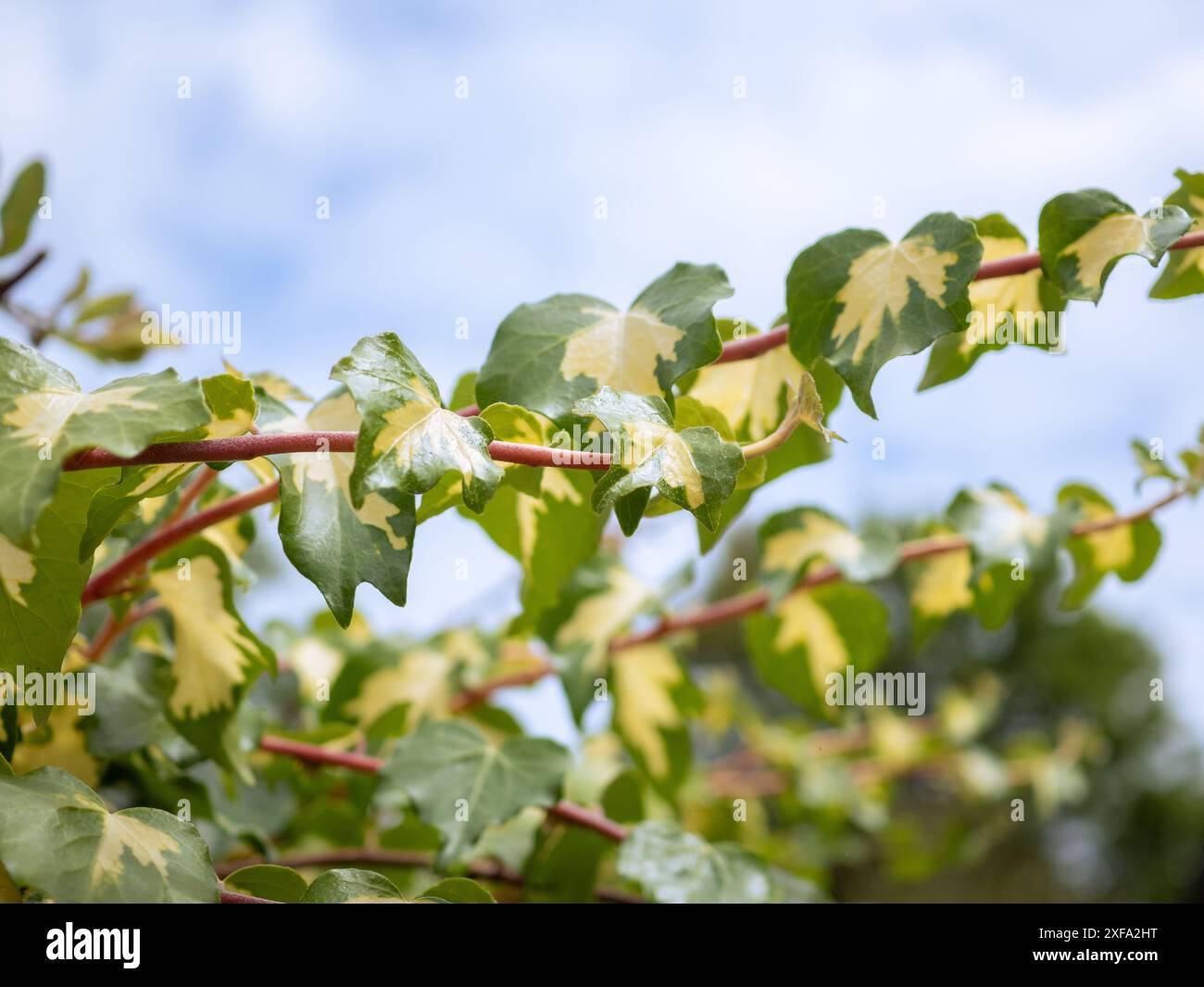 Foglie di edera variegate su un cielo blu leggermente nuvoloso in primavera; un fresco e arioso sfondo botanico con spazio per la copia Foto Stock