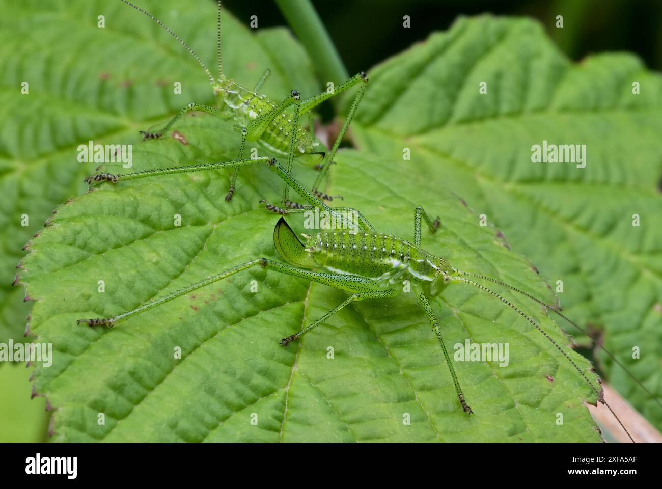Grilli cespugliati, Leptophyes punctatissima seduta su una foglia. Vista laterale, primo piano. Trencin, Slovacchia Foto Stock