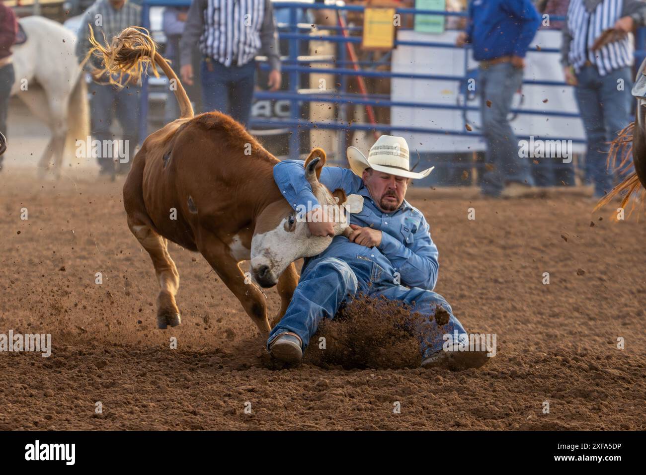 Un cowboy di rodeo nell'evento di wrestling Steer è scivolato dal suo cavallo per combattere lo sterzo a terra in un rodeo. Foto Stock