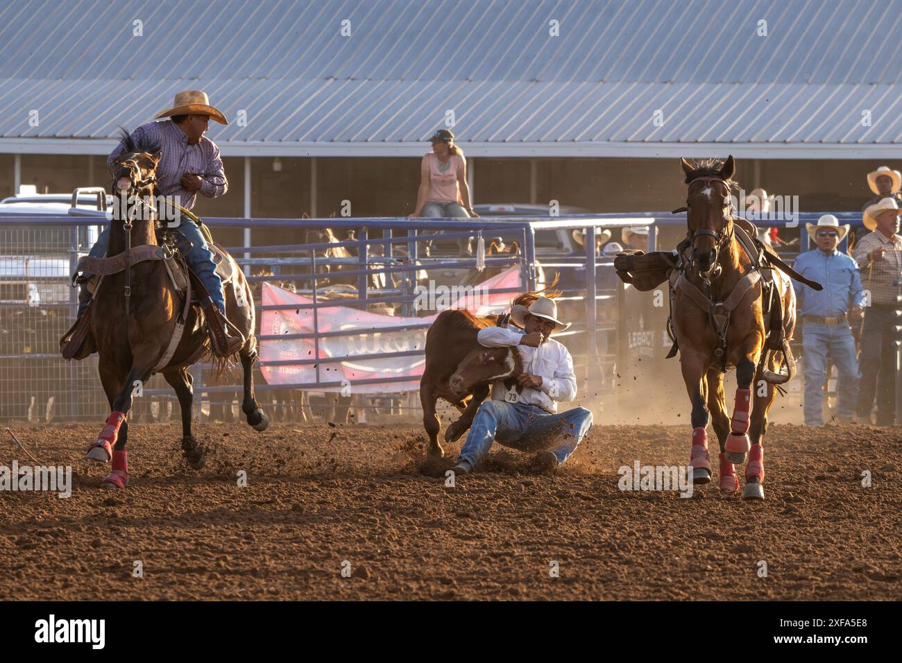 Un cowboy di rodeo nell'evento di wrestling Steer è scivolato dal suo cavallo per combattere lo sterzo a terra in un rodeo. Foto Stock