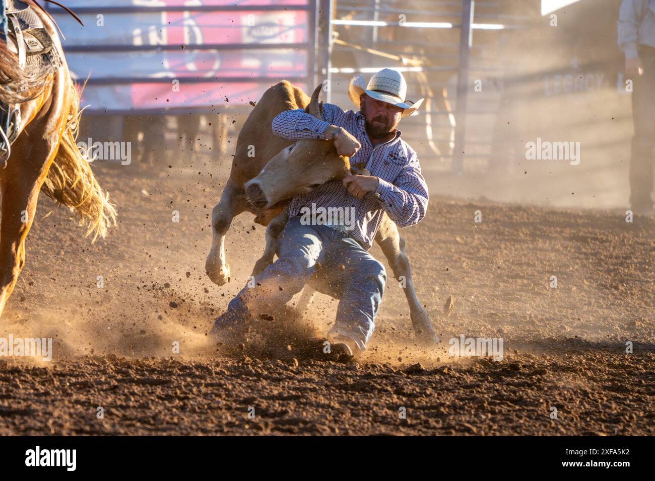 Un cowboy di rodeo nell'evento di wrestling Steer è scivolato dal suo cavallo per combattere lo sterzo a terra in un rodeo. Foto Stock