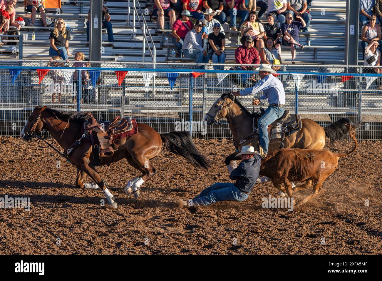 Un cowboy di rodeo nell'evento di wrestling Steer è scivolato dal suo cavallo per combattere lo sterzo a terra in un rodeo. Foto Stock