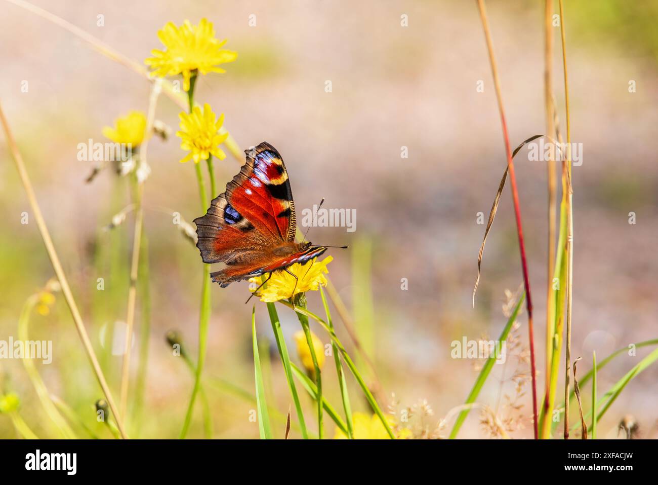 Splendida farfalla pavone su un fiore selvatico in un prato estivo Foto Stock