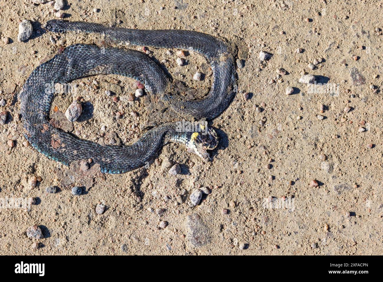 Il serpente corre su una strada ghiaiosa Foto Stock