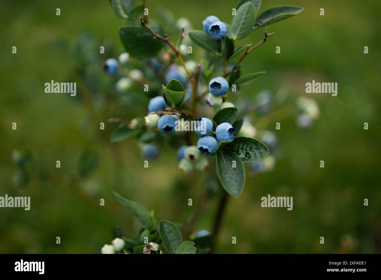 I mirtilli maturano nel giardino estivo, il Vaccinium angustifolium biologico di mirtilli Foto Stock