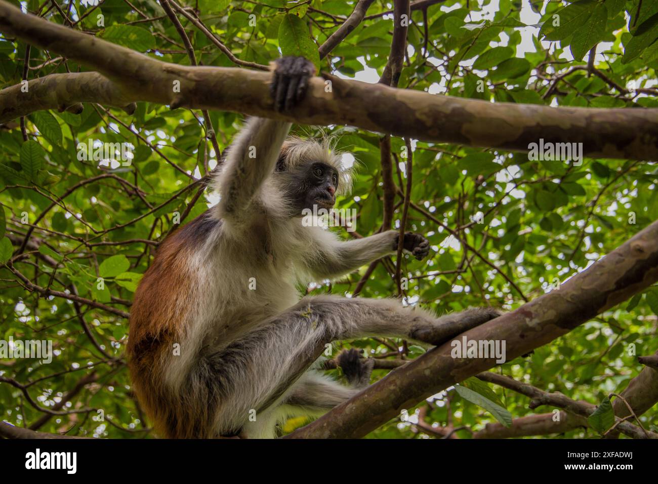 Zanzibar scimmia coloba rossa seduta sull'albero e riposante nella foresta, il suo habitat naturale . Carina scimmia selvatica con faccia scura. Isola di Zanzibar, Tanzania. Foto Stock