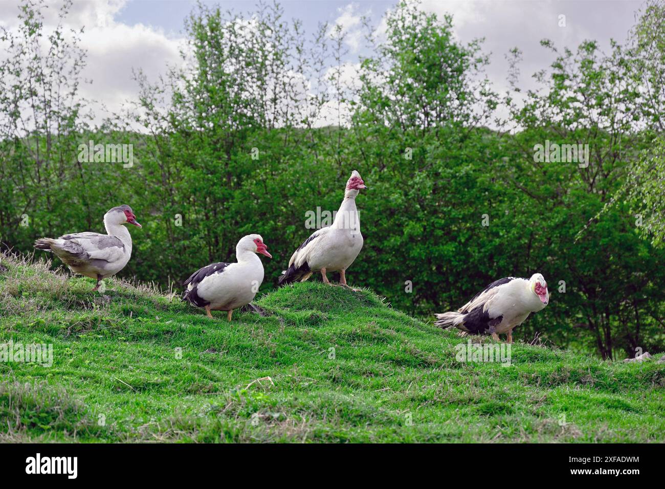 Quattro moscoviti anatre Foto Stock