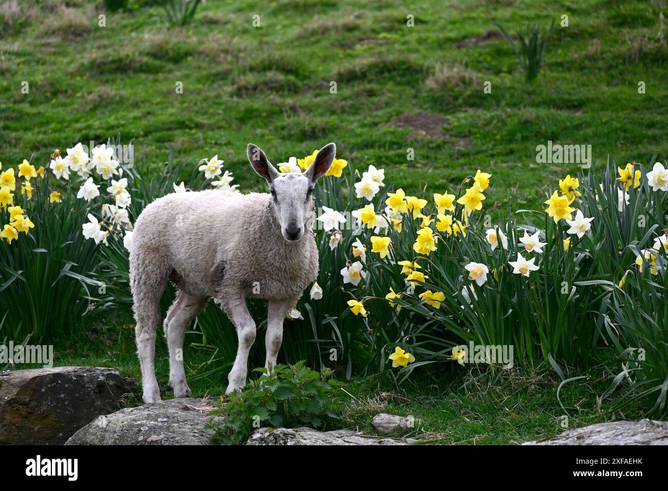 Leicester Agnello blu tra i narcisi Foto Stock