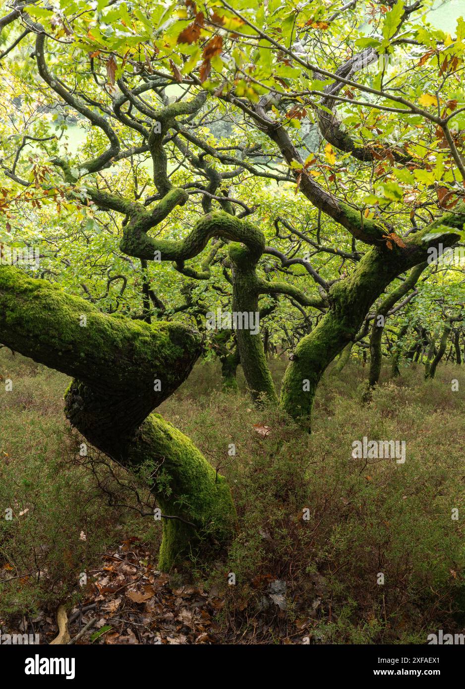 Riserva naturale di Lurkenhope nello Shropshire ma vicino a Knighton nel Galles centrale, Regno Unito Foto Stock