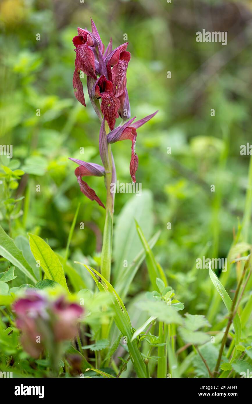 L'orchidea della lingua orientale - Serapias cordigera - in campo Foto Stock