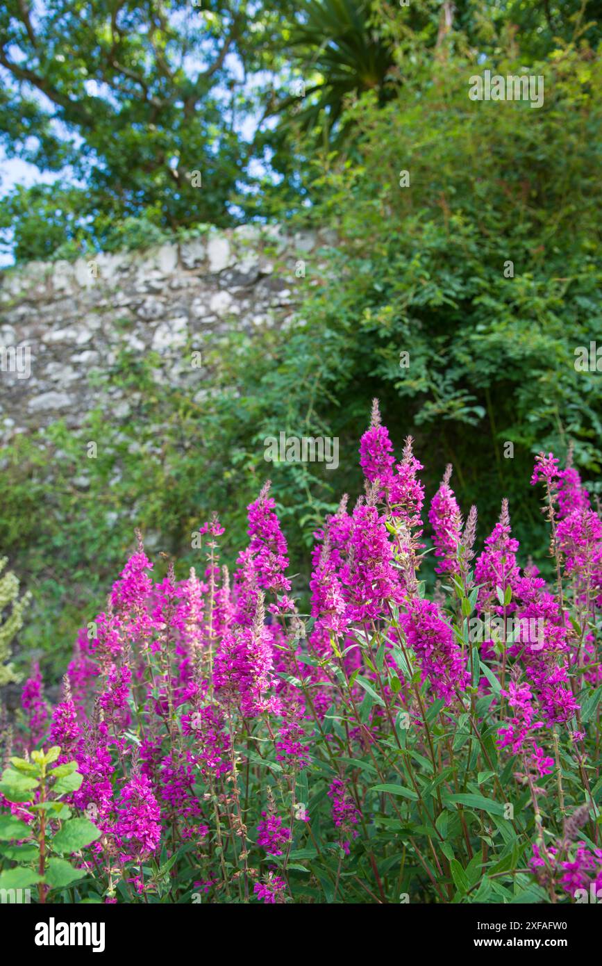 La losestrife viola (Lythrum salicaria) cresce in un giardino recintato Foto Stock
