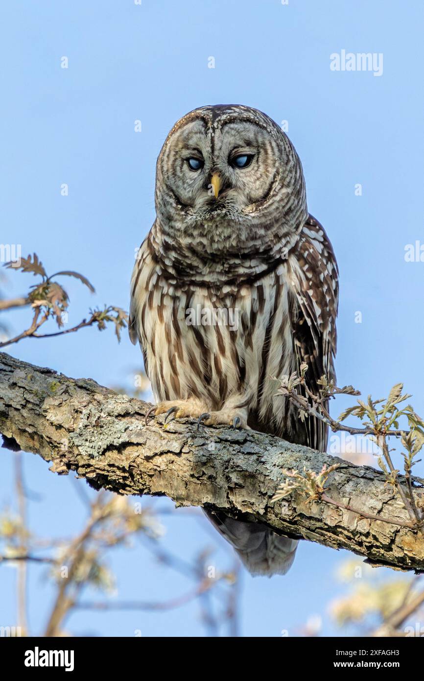 Un gufo barrato Perch su un ramo con sfondo blu cielo. Il gufo fa lampeggiare le sue uova mostrando la sua membrana accattivante, dando un aspetto spettrale Foto Stock