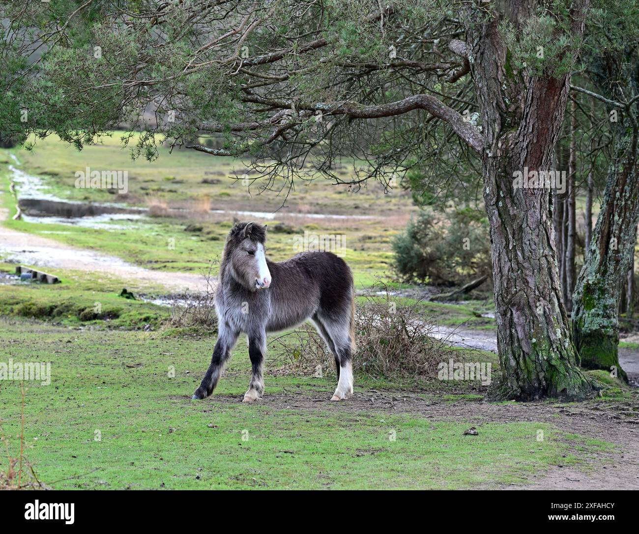 Giovane pony della New Forest Foto Stock