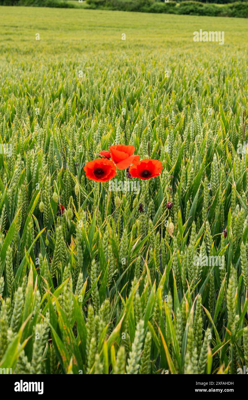 Papaveri rosso brillante e scarlatto in mezzo a un campo di grano verde vicino a Crowhurst nel Sussex. Papavero comune, Papaver rhoeas. Foto Stock
