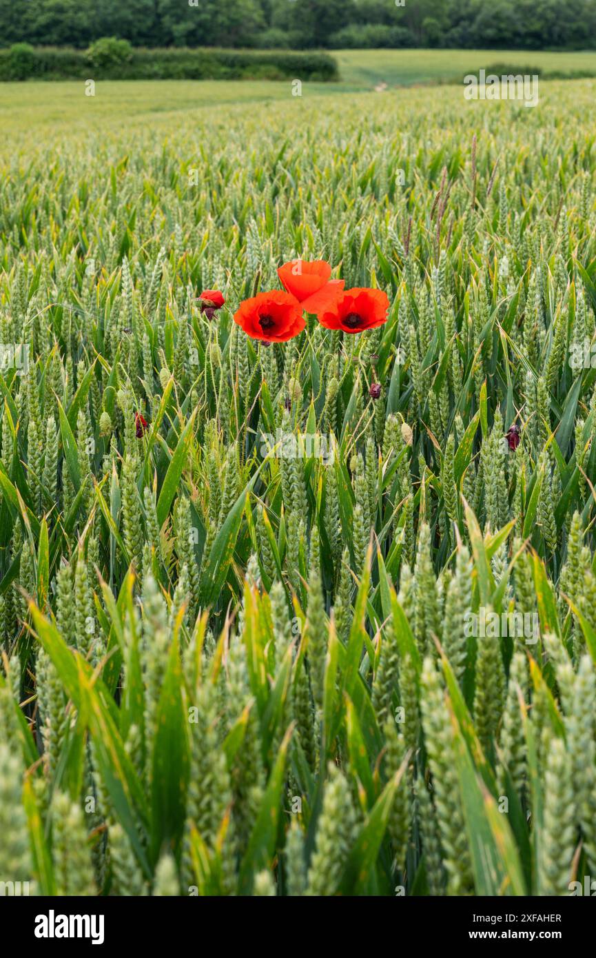 Papaveri rosso brillante e scarlatto in mezzo a un campo di grano verde vicino a Crowhurst nel Sussex. Papavero comune, Papaver rhoeas. Foto Stock
