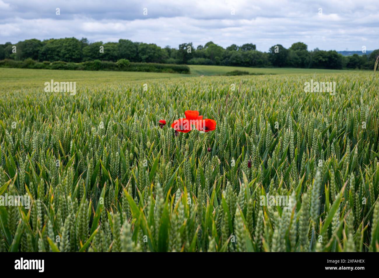 Papaveri rosso brillante e scarlatto in mezzo a un campo di grano verde vicino a Crowhurst nel Sussex. Papavero comune, Papaver rhoeas. Foto Stock