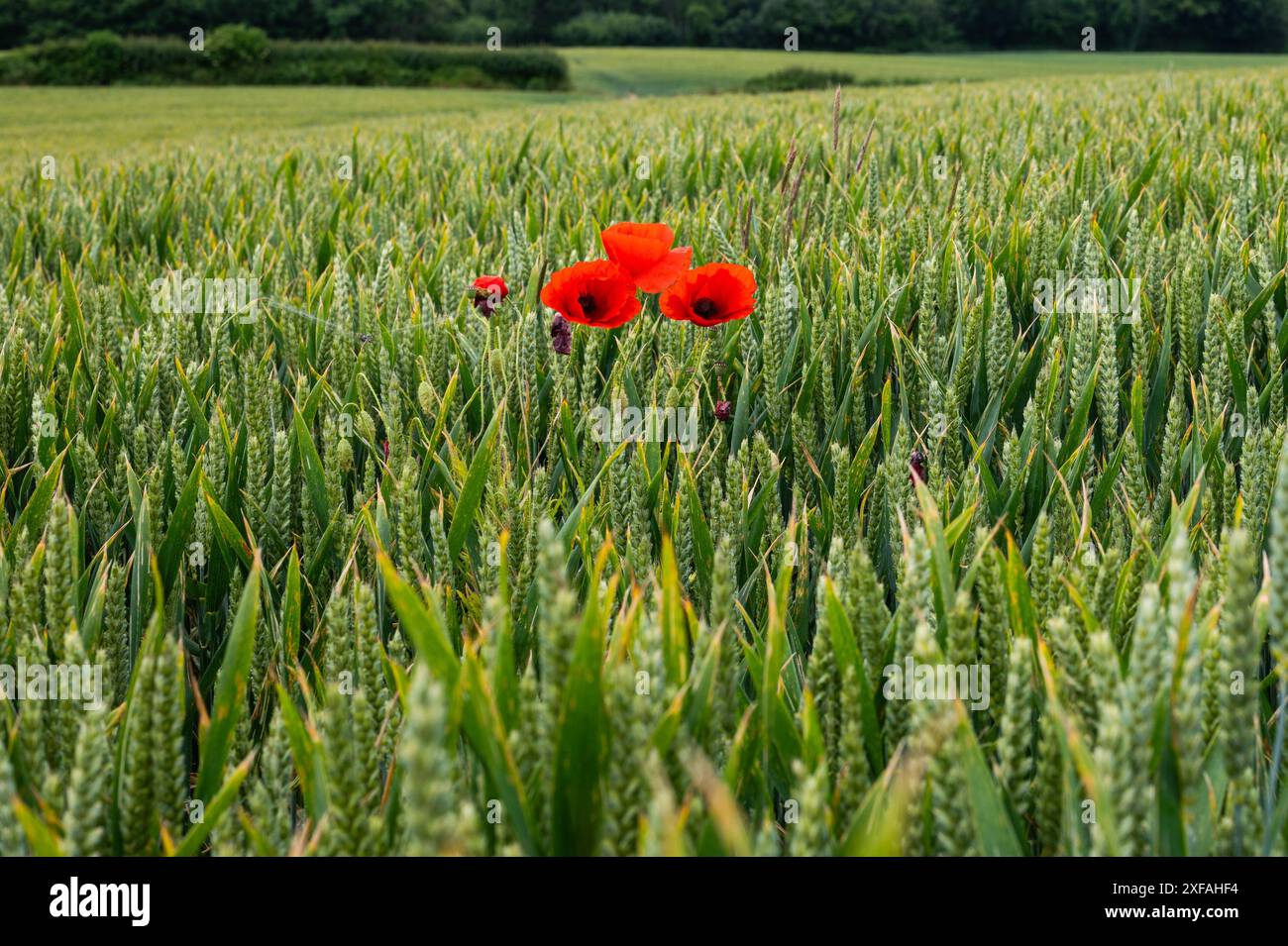 Papaveri rosso brillante e scarlatto in mezzo a un campo di grano verde vicino a Crowhurst nel Sussex. Papavero comune, Papaver rhoeas. Foto Stock
