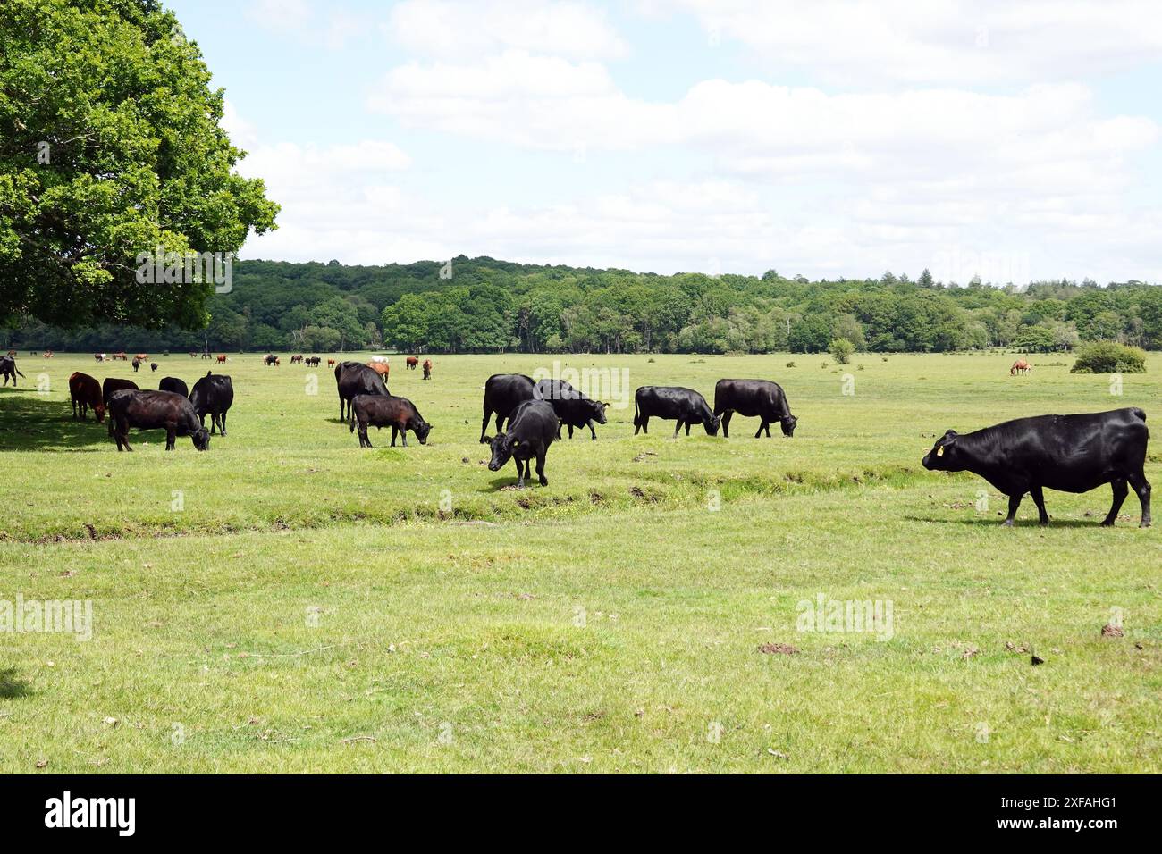 Mucche che pascolano nel New Forest National Park Foto Stock