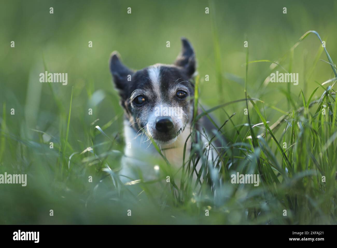 Piccolo vecchio cane in erba nel giardino. Attività all'aperto con cani Foto Stock