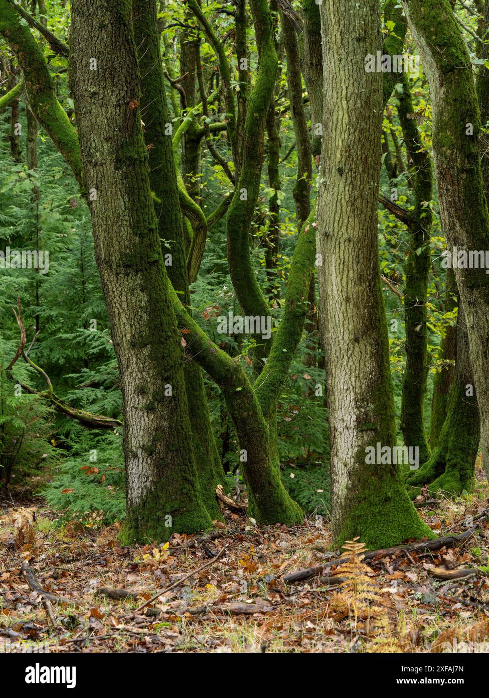 Riserva naturale di Lurkenhope nello Shropshire ma vicino a Knighton nel Galles centrale, Regno Unito Foto Stock