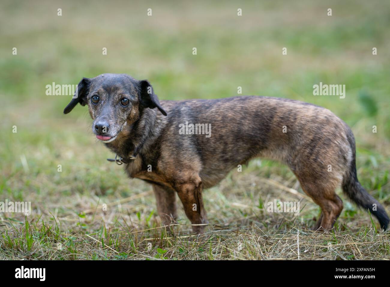 Il brindle dachshund (dai capelli lisci) in piedi sull'erba. Vista laterale del dachshund, noto anche come wiener Dog o Sausage dog, badger dog, doxie Foto Stock