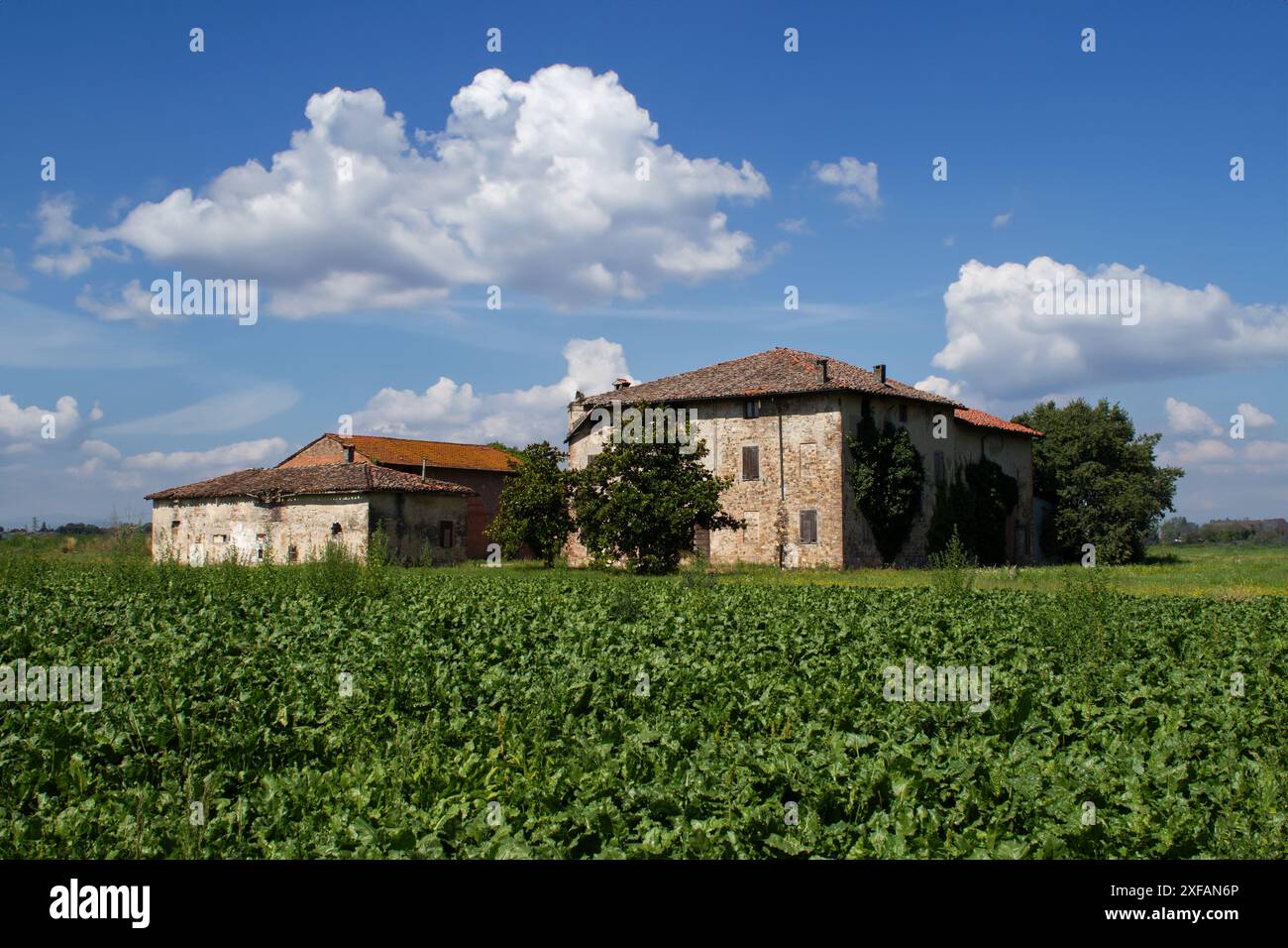 Rustico casale abbandonato circondato da verdi campi coltivati Foto Stock