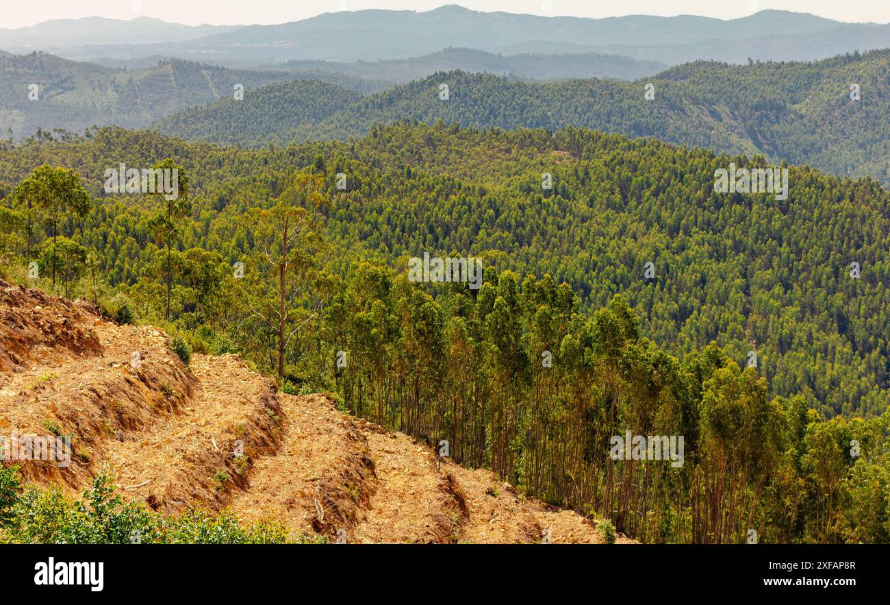 Colline ricoperte di eucalipto nel Portogallo centrale Foto Stock