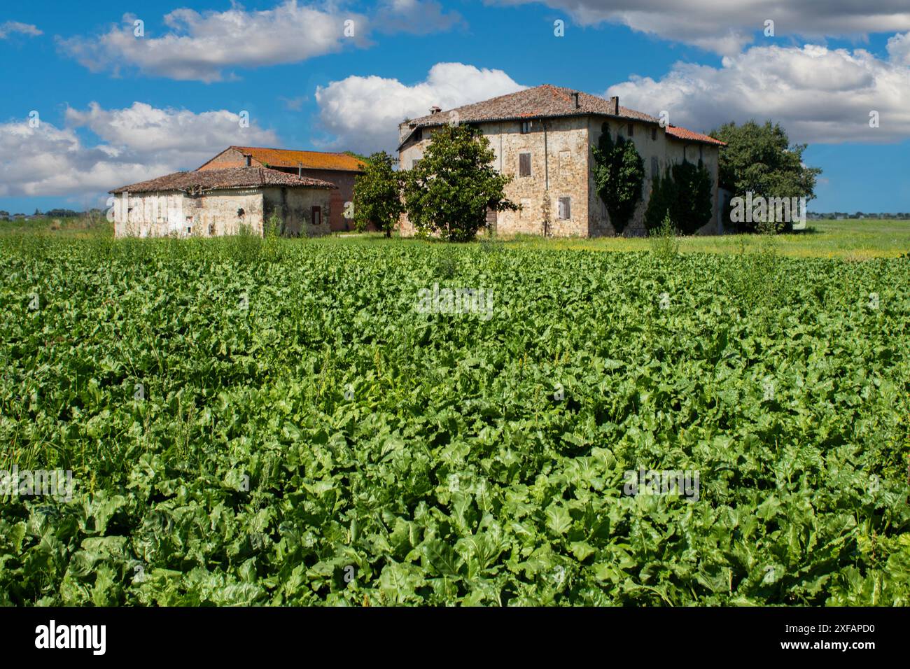 Rustico casale abbandonato circondato da verdi campi coltivati Foto Stock