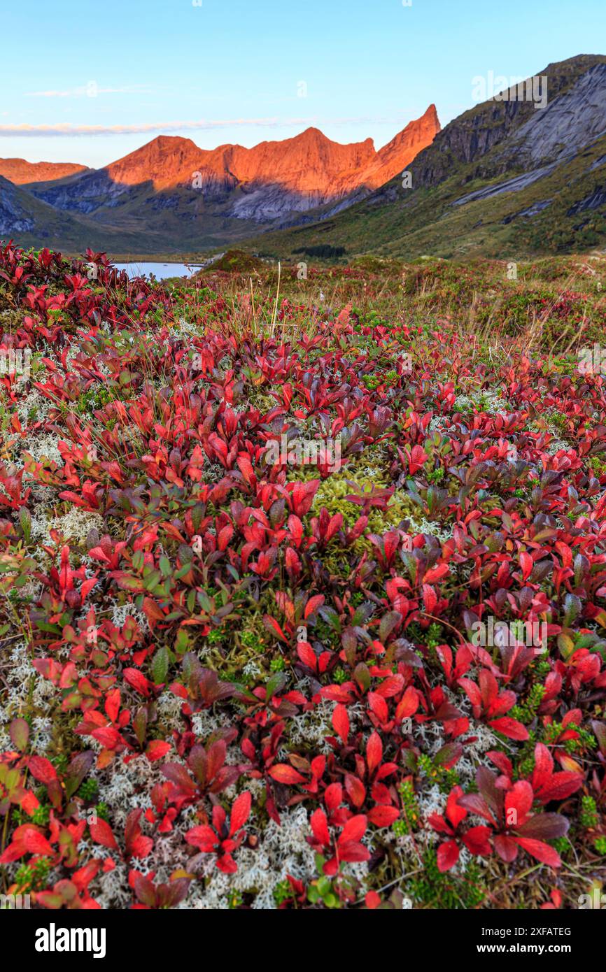 Tundra autunnale di fronte alle montagne della costa, luce del mattino, Moskenesoya, Lofoten, Norvegia, Europa Foto Stock