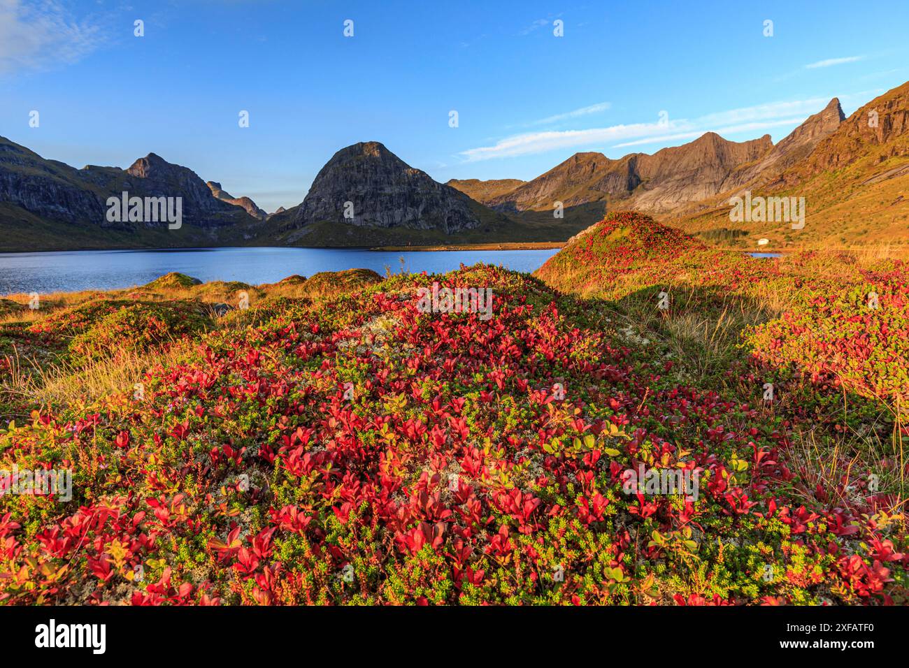 Tundra autunnale di fronte alle montagne della costa, luce del mattino, Moskenesoya, Lofoten, Norvegia, Europa Foto Stock
