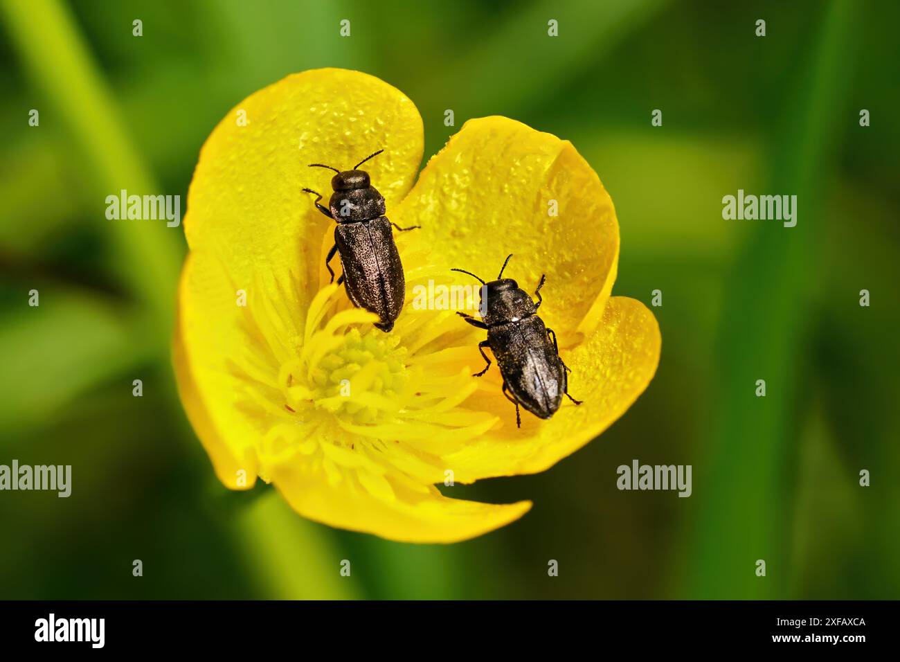 Scarabeo metallizzato noioso (Anthaxia quadripunctata) due scarabei in fiore giallo Foto Stock