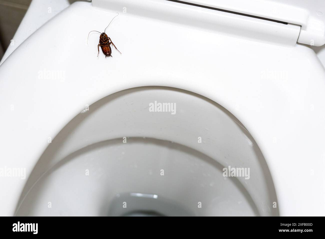 Uno scarafaggio sdraiato capovolto su un sedile del water Foto Stock