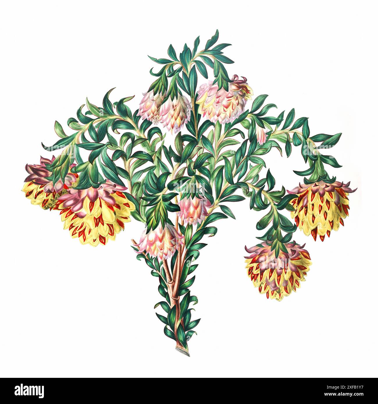 Fiori africani. Acquerello digitale dallo stile vintage su sfondo bianco. Foto Stock