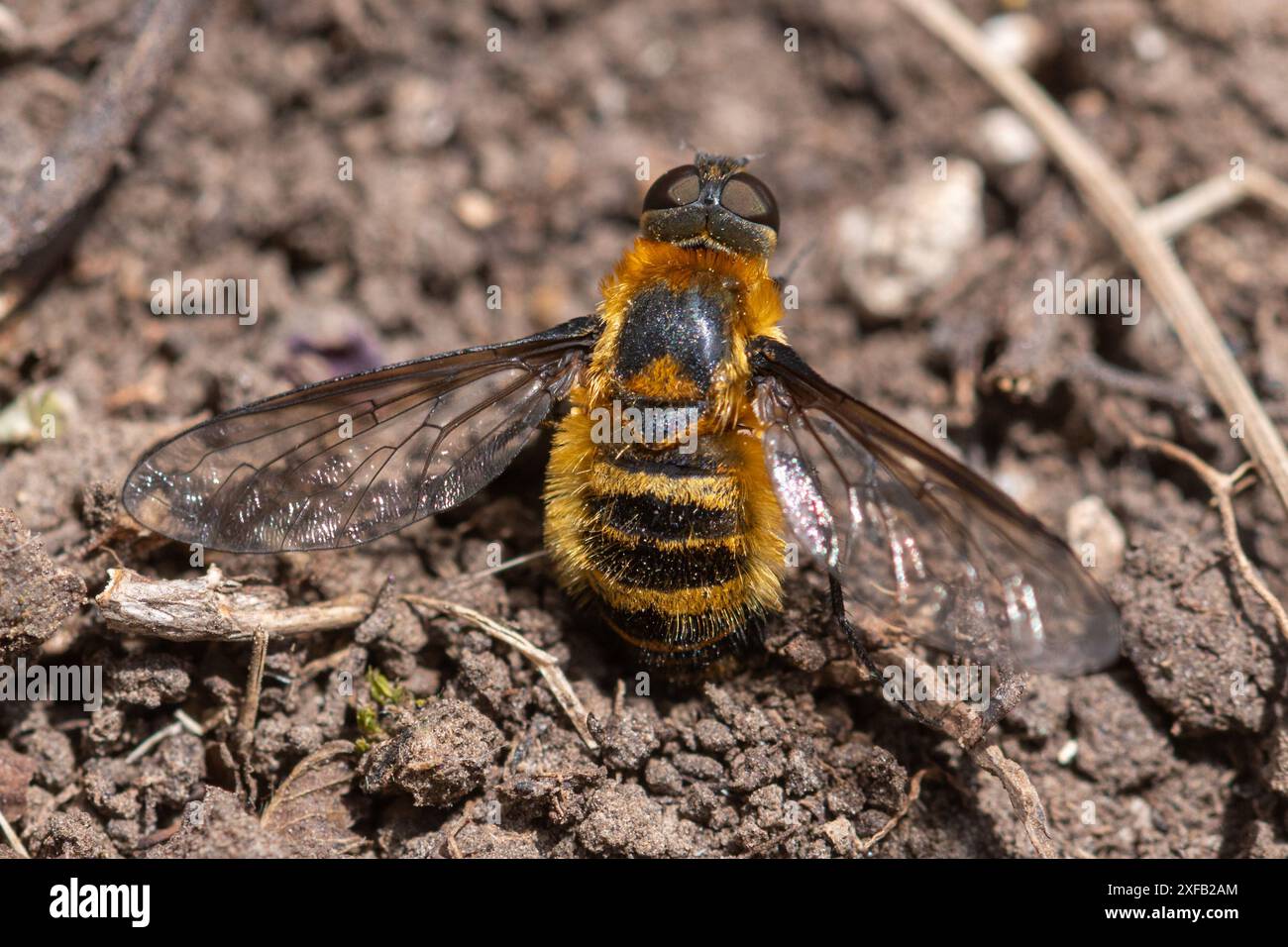 Downland villa fly anche chiamata downland bee-fly (Villa cingulata), specie rare di api nel sud dell'Inghilterra, Daneway Banks Gloucestershire, Inghilterra Regno Unito Foto Stock