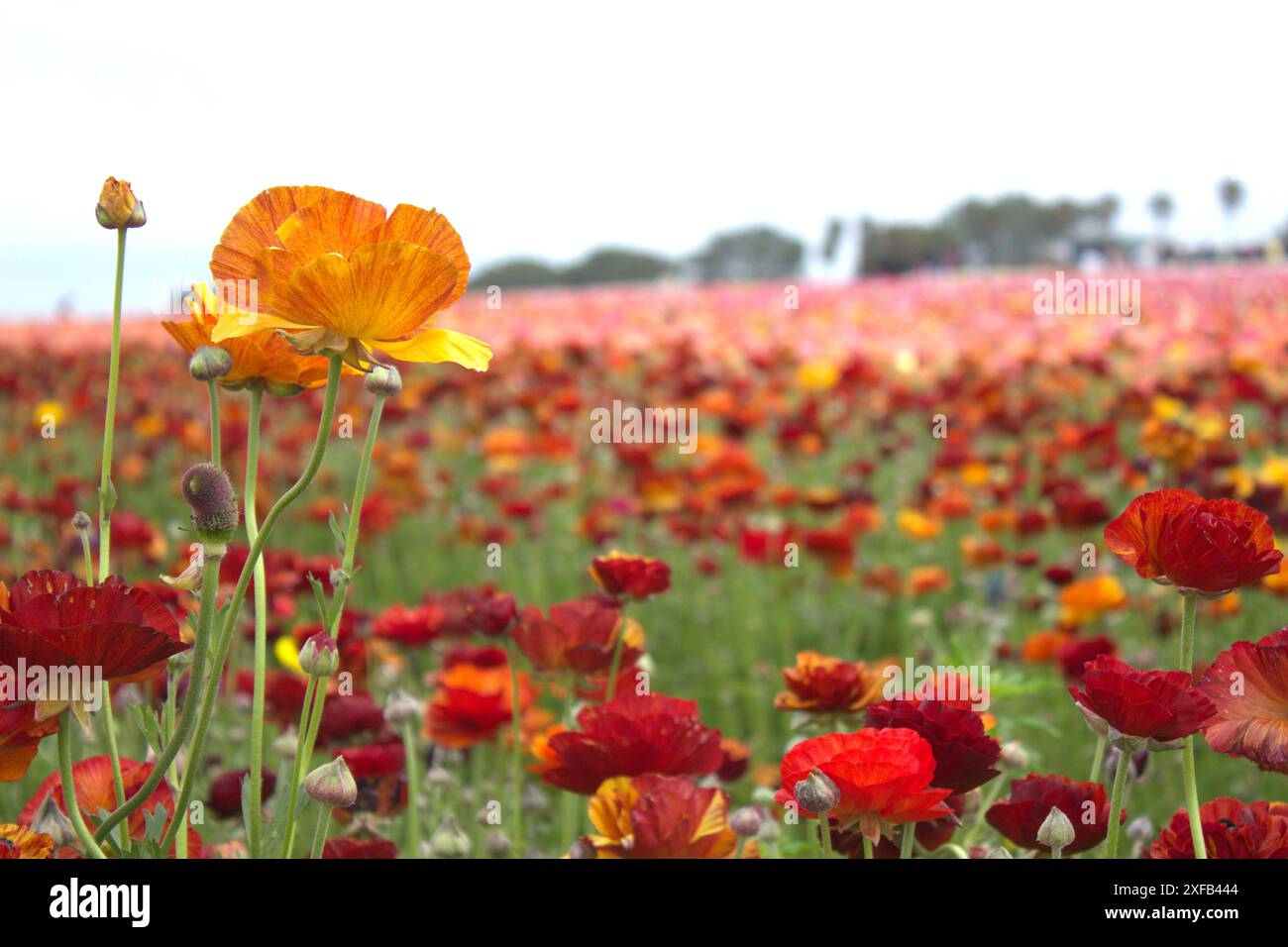 Un ranunculus giallo a righe rosse in mezzo a un mare di fiori nei campi di fiori di Carlsbad. Foto Stock