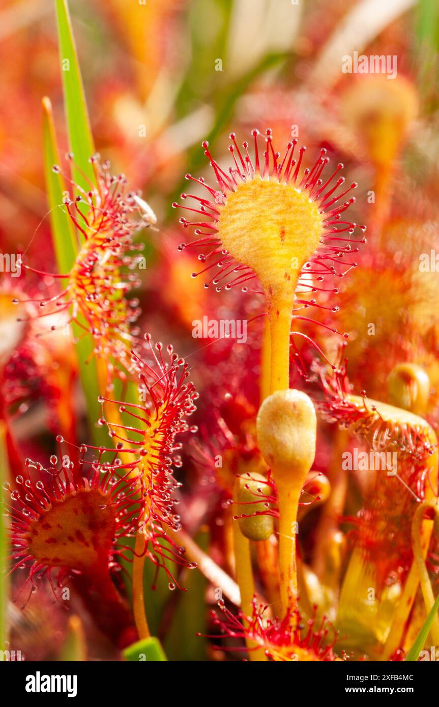 Sundews (Drosera rotundifolia) si insinua nelle paludi salmastre a Godlingston Heath, Arne sull'isola di Purbeck. I tendini appiccicosi catturano i piccoli insetti e poi si chiudono intorno a loro e li disgustano. Una rara pianta di conifere trovata nel terreno boggy Foto Stock
