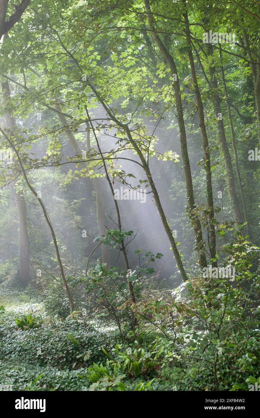 Raggi di sole splendono su una radura in un bosco misto di alberelli, il Durlston Country Park, Dorset Foto Stock