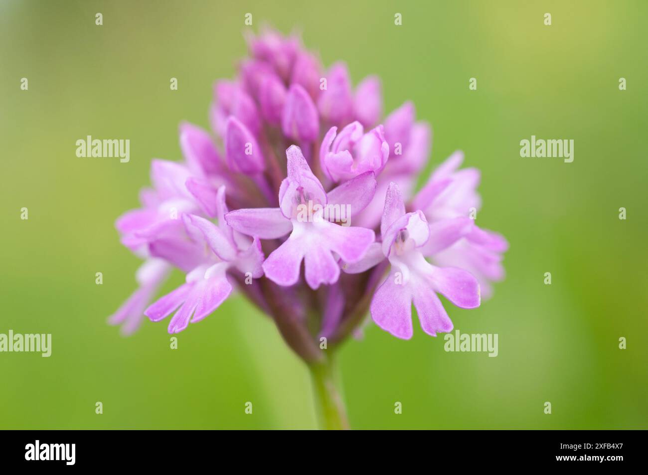 Orchidea piramidale (Anacamptis pyramidalis) che cresce sulle colline costiere dell'isola di Purbeck del Dorsets Foto Stock
