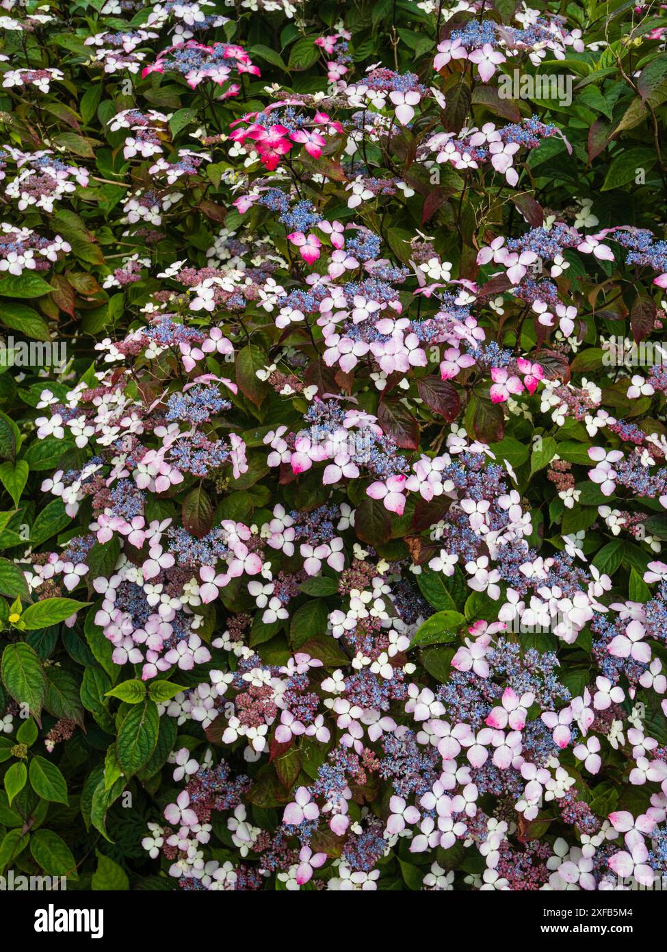 Lacecap fioritura estiva ortensie di montagna decidue, Hydrangea serrata "beni-yama" Foto Stock