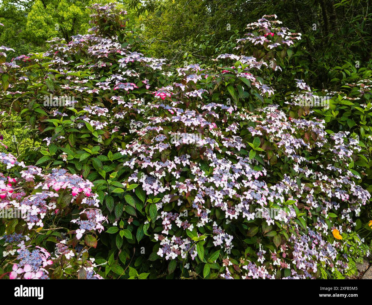 Lacecap fioritura estiva ortensie di montagna decidue, Hydrangea serrata "beni-yama" Foto Stock