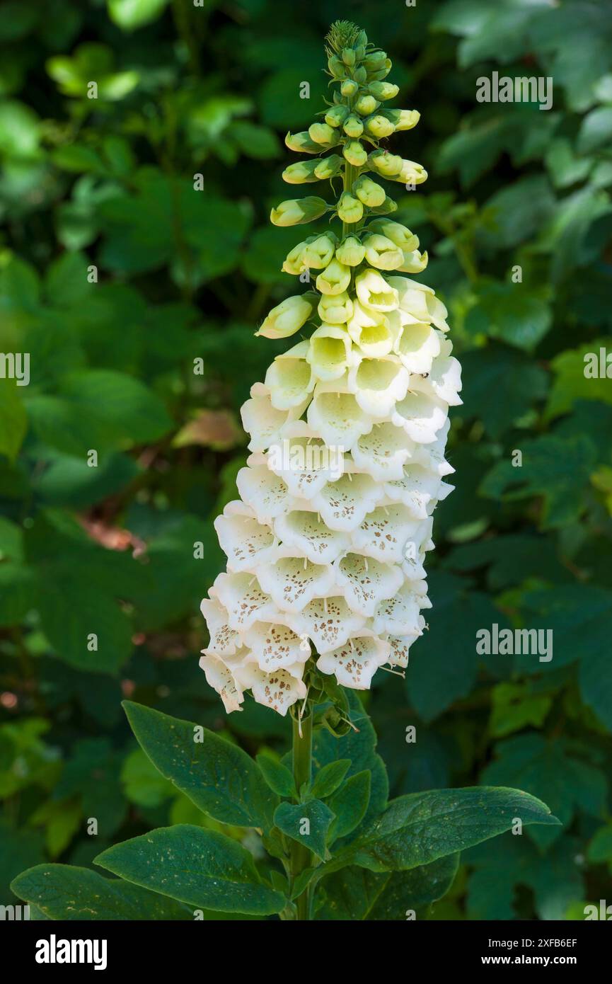 Digitalis purpurea F. albiflora - foxglove a fiore bianco che cresce nel bosco Foto Stock