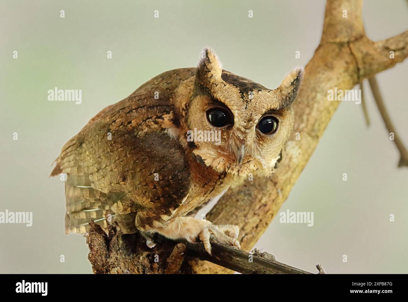 Svelando i segreti nascosti della natura: L'enigmatico, misterioso e accattivante gufo indiano Foto Stock