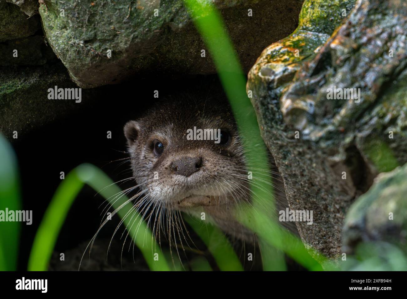 Curiosa lontra eurasiatica / lontra di fiume europea (Lutra lutra) ritratto ravvicinato tra le rocce lungo il letto del fiume Foto Stock