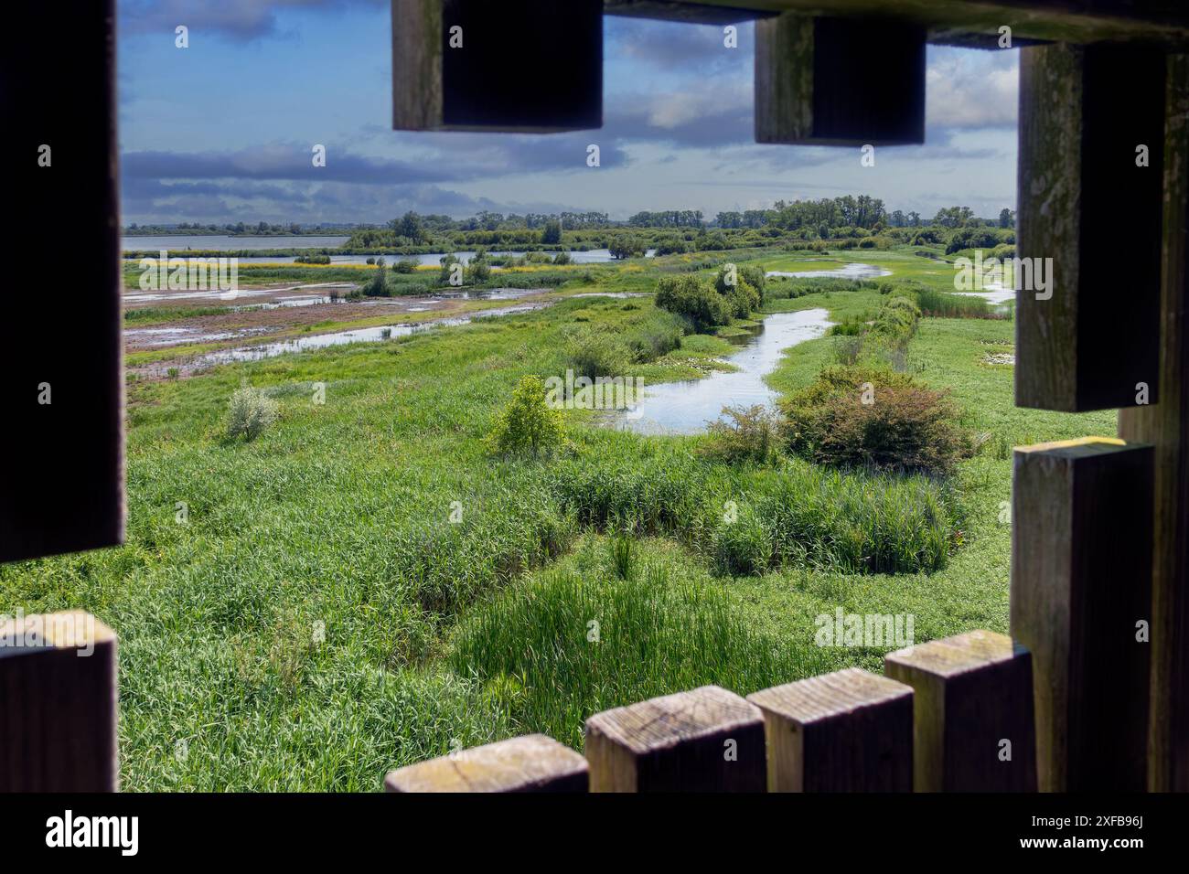 Ammira la riserva naturale De Blankaart, la palude d'acqua dolce e la riserva ornitologica gestita da Natuurpunt a Woumen vicino a Dixmude, nelle Fiandre occidentali, Belgio Foto Stock