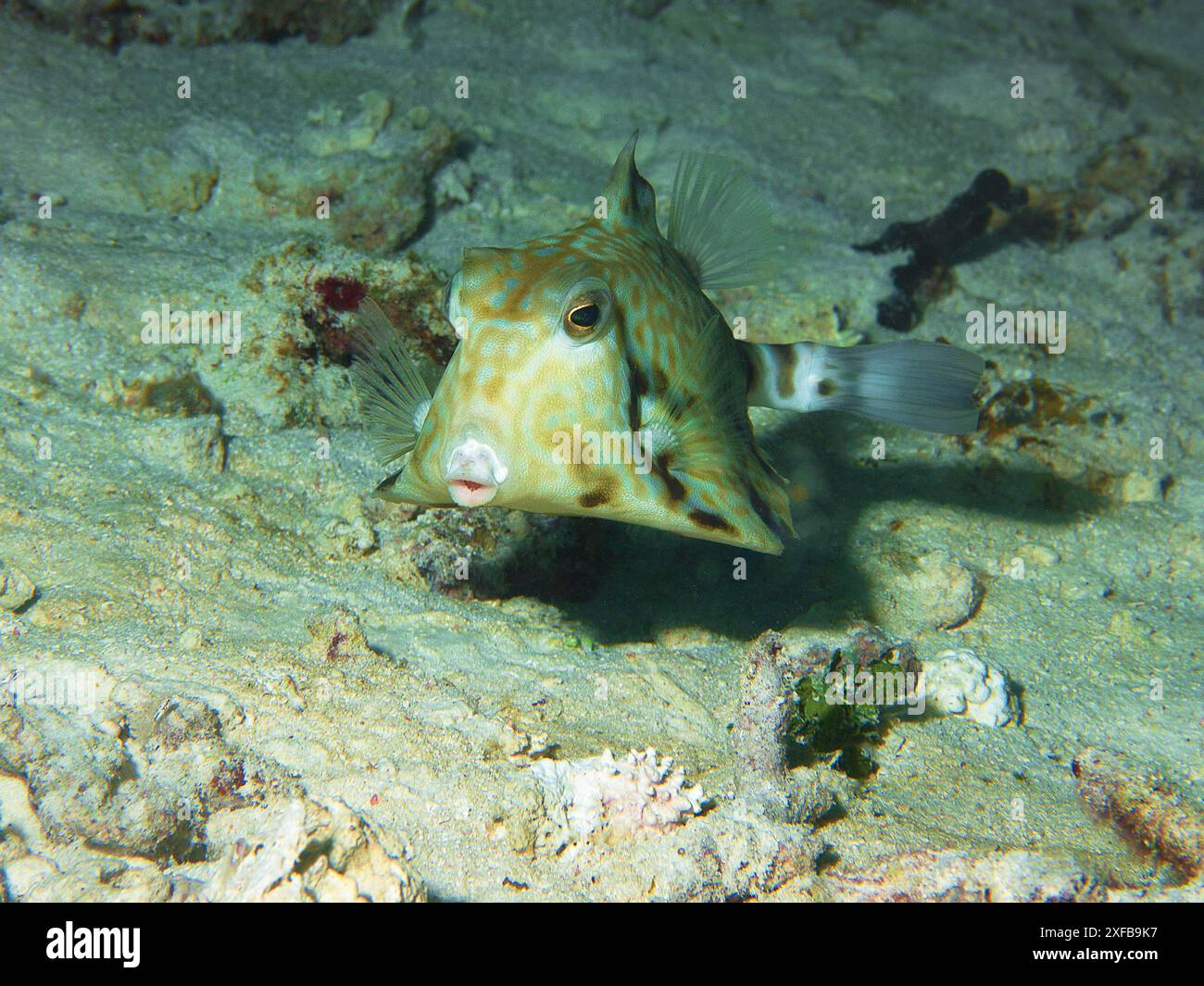 Pesci boxfish (Lactoria diaphana, cowfish pancia tonda) su una zona sabbiosa sott'acqua a Raja Ampat. Fotografie subacquee scattate durante un'immersione in Indonesia. Foto Stock