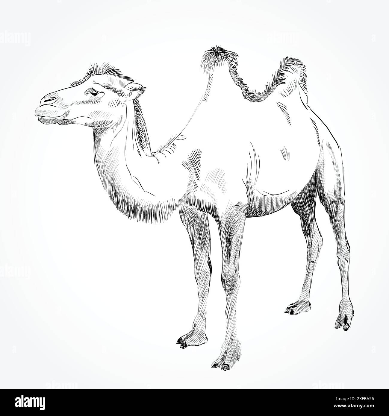 Schizzo di cammello battriano su sfondo bianco Illustrazione Vettoriale