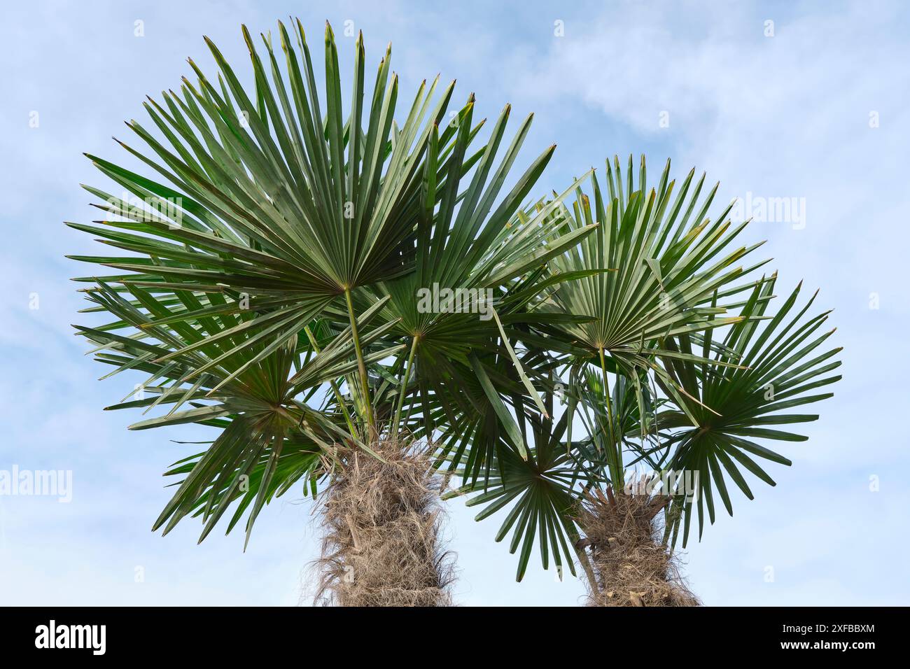 Due grandi palme Bismarck o Bismarckia nobilis con grandi foglie a ventaglio e tronco marrone grigio contro un cielo blu leggermente nuvoloso. Foto Stock