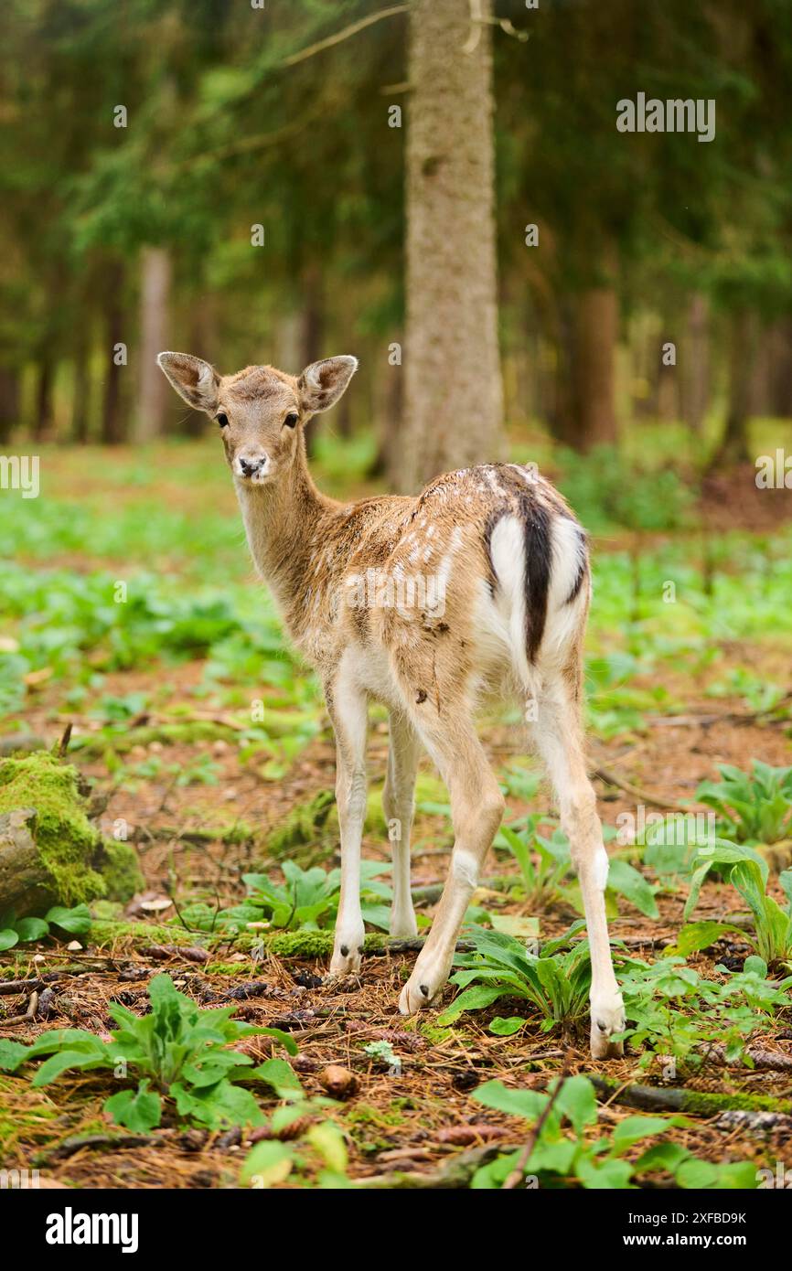 Il cervo europeo (Dama dama) è stato avvistato in una foresta, Baviera, Germania Foto Stock