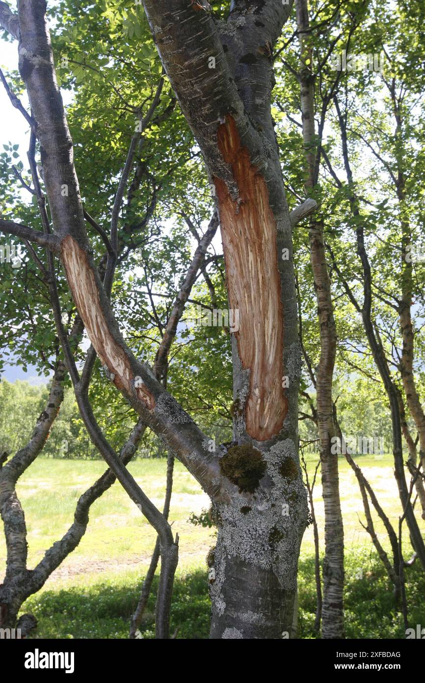 Alci (Alces alces) peeling chiaro e segni di alimentazione su una betulla (Betula) Lofoten, Norvegia, Scandinavia Foto Stock
